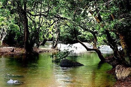 Anizham Jungle Star Hotel Thirunelly Kültér fotó